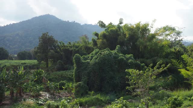 有山和田野的乡村景色视频素材