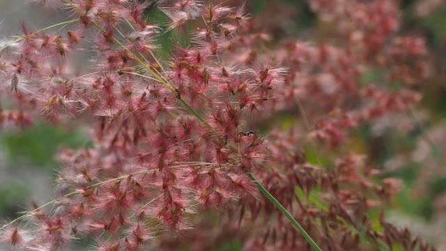 阳光下的小草花视频素材