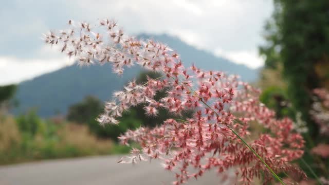 阳光下的小草花视频素材