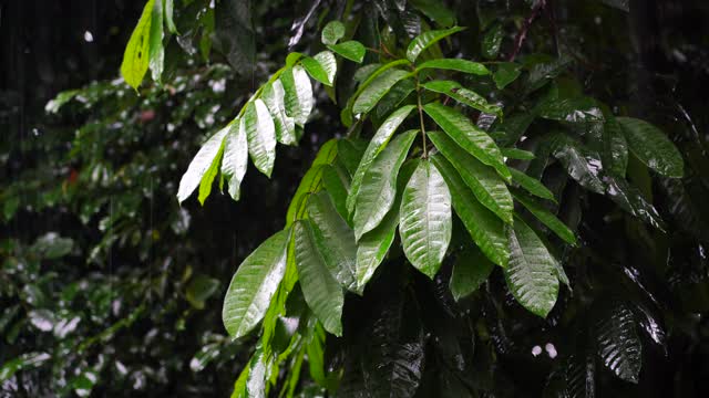 在非洲坦桑尼亚的花园中，热带雨滴落在绿色的树叶上视频下载