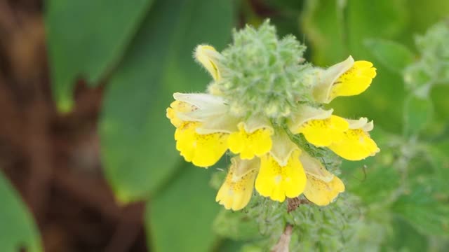 黄色的野花视频素材