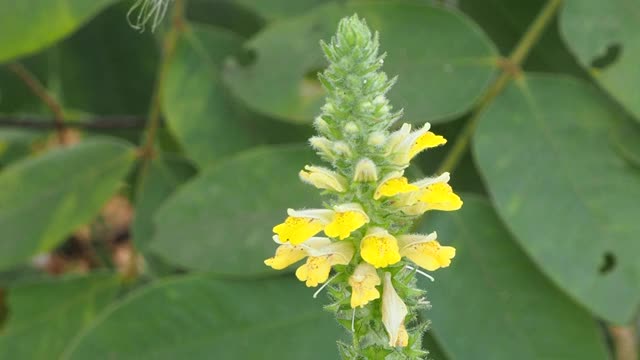 黄色的野花视频素材