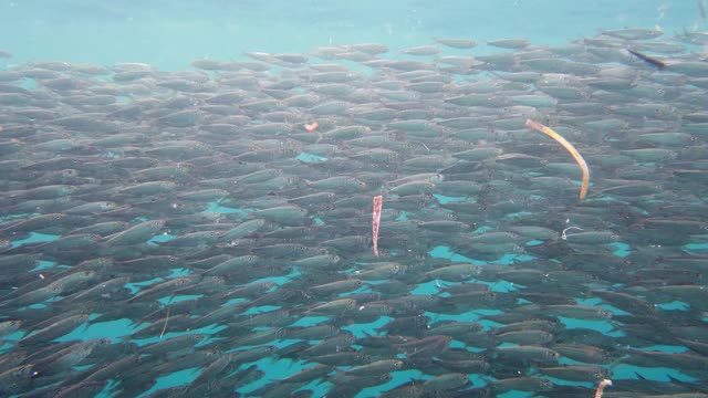 海里的沙丁鱼群。保和、菲律宾视频素材