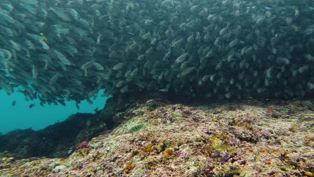 海里的沙丁鱼群。保和、菲律宾视频素材