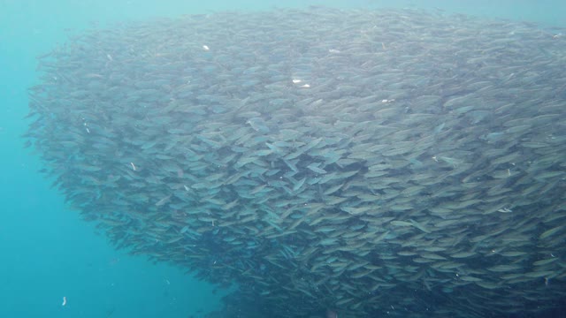 海里的沙丁鱼群。保和、菲律宾视频素材