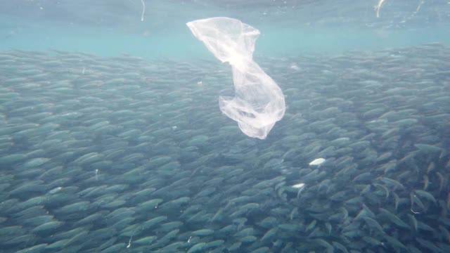 海里的沙丁鱼群。保和、菲律宾视频素材