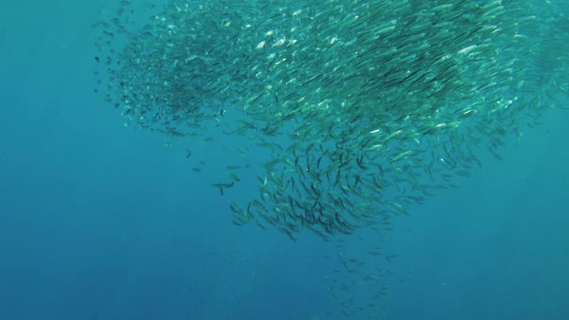 海里的沙丁鱼群。保和、菲律宾视频素材