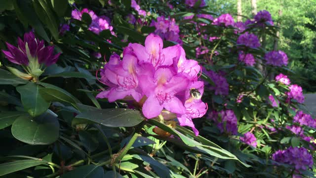 大黄蜂在杜鹃上采集花粉视频素材