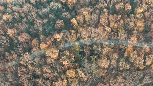 秋天森林和道路鸟瞰图视频素材