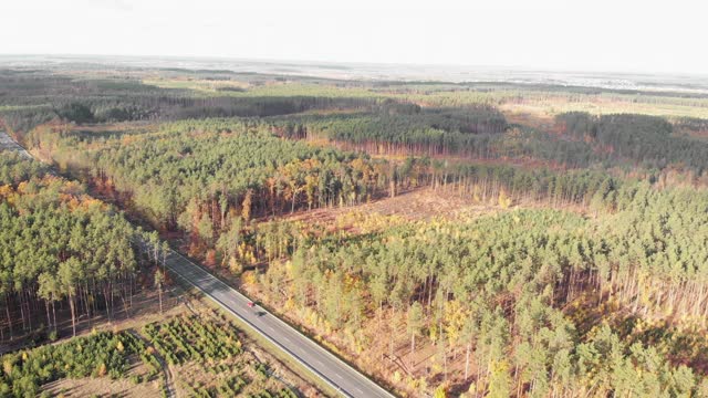 美丽的秋天景观与五颜六色的松树和落叶树和高速公路，无人机拍摄。木材在秋天视频素材