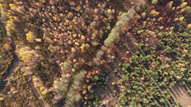 秋季森林与绿色针叶树，空中鸟瞰。美丽的大自然在秋天。树上有红色和黄色的叶子视频素材