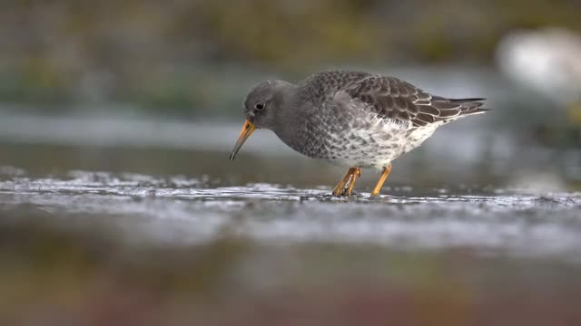 紫鹬。紫色海滩沃克。Calidris maritima视频素材