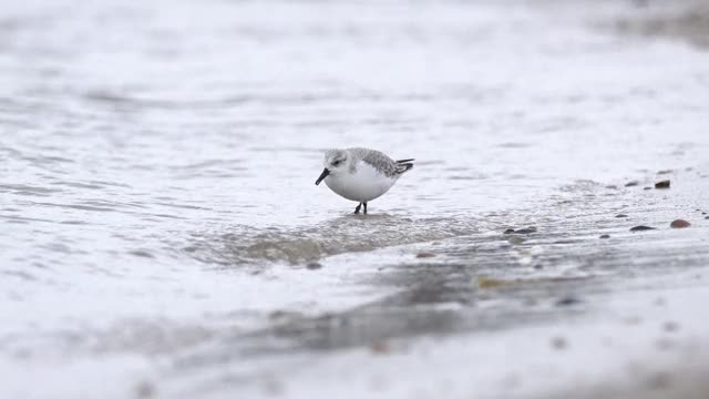 桑德林 - 三面海滩赛跑者 - 阿尔巴·卡利德里斯视频素材