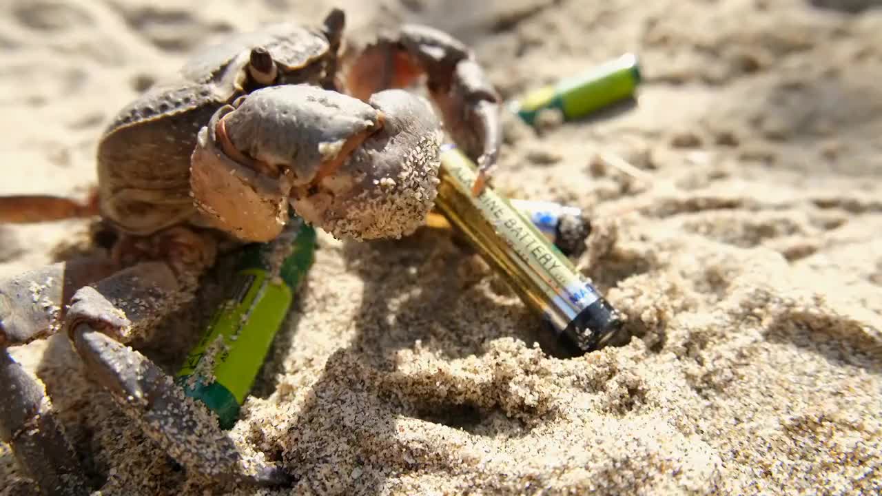 海蟹携带着废弃的锂电池，污染了生态系统，污染了栖息地视频下载