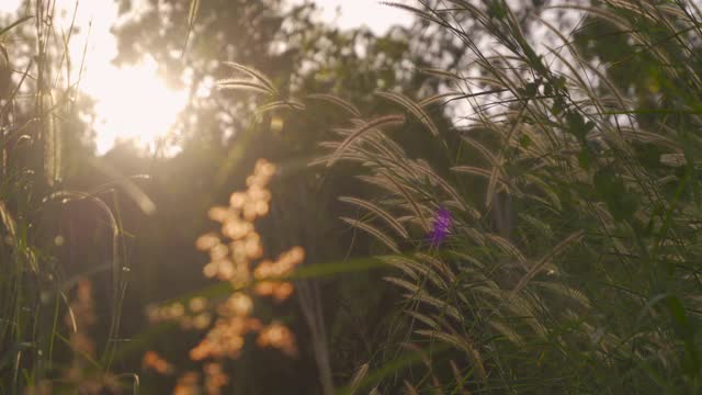 田野里又长又高的野草。黑麦自然绿色植物在森林或公园的阳光耀斑背景在春季生态学，假日和旅游概念。新鲜的放松视频素材