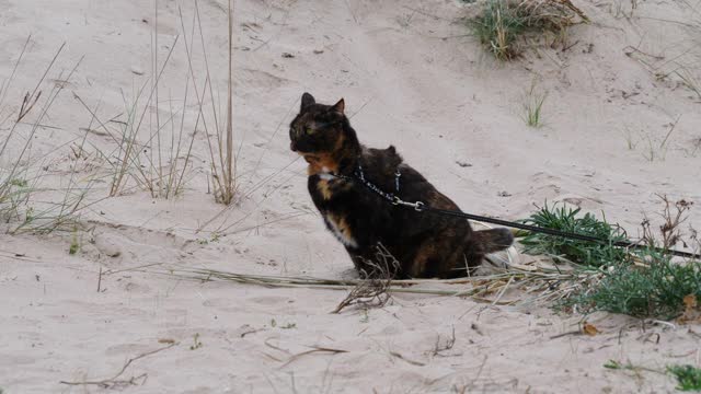 猫在户外沙滩上铅视频素材