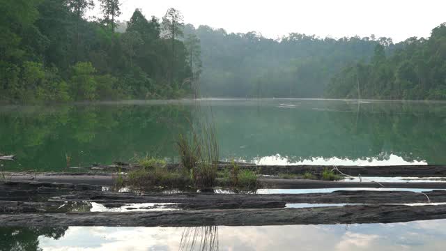 美丽的湖与晨雾和森林的背景，和浮动的原木在前景视频素材