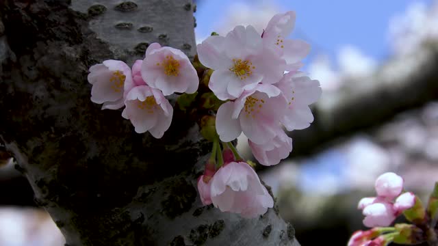 公园里盛开着樱花视频素材