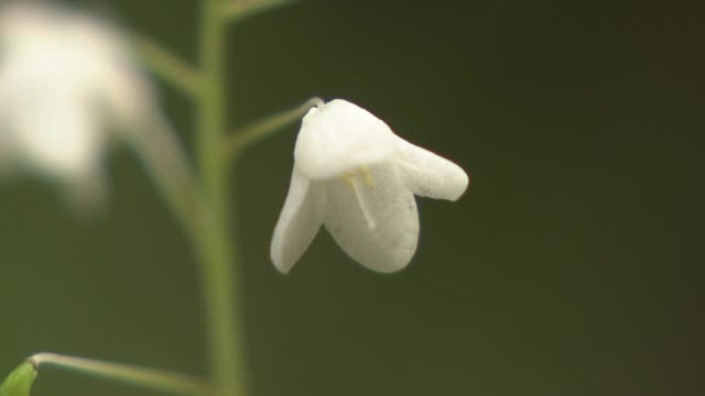 高山植物，总状蕨类，长野，日本视频素材