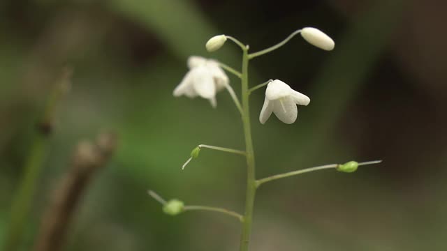 高山植物，总状蕨类，长野，日本视频素材