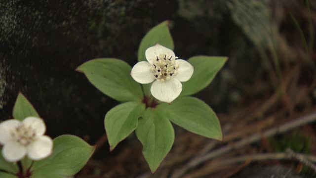 高山植物，山茱萸，长野，日本视频素材