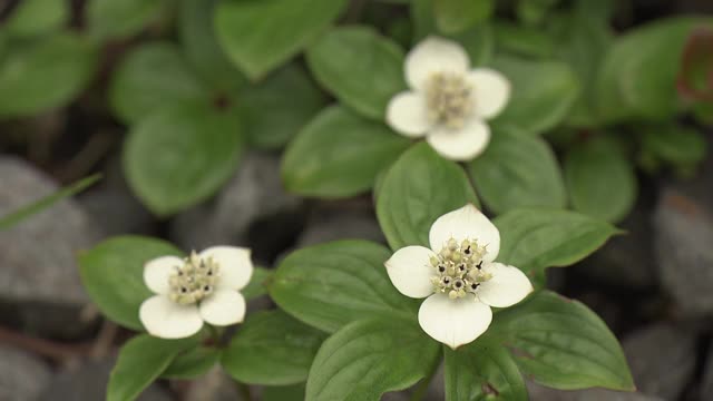 高山植物，山茱萸，长野，日本视频素材