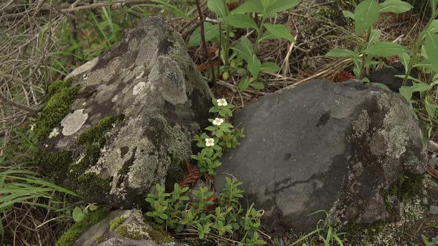 高山植物，山茱萸，长野，日本视频素材