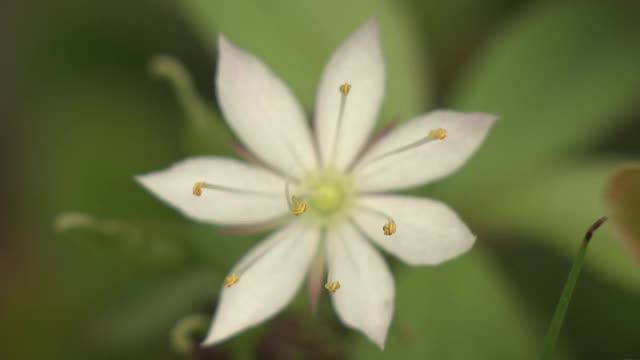 高山植物，日本，长野视频素材