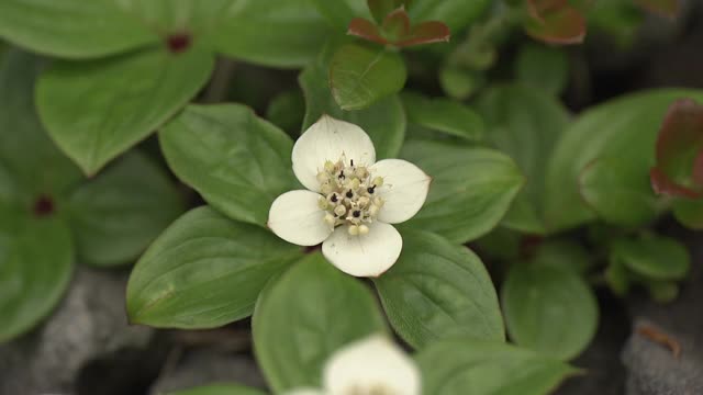 高山植物，山茱萸，长野，日本视频素材