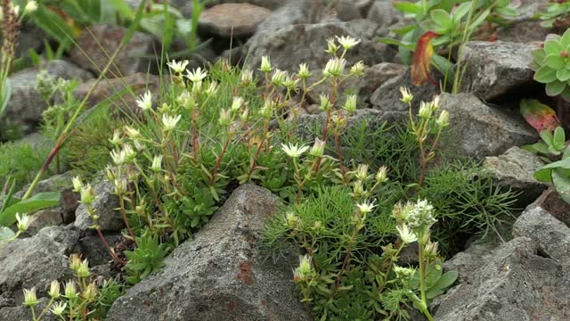 高山植物虎耳虎草，长野，日本视频素材