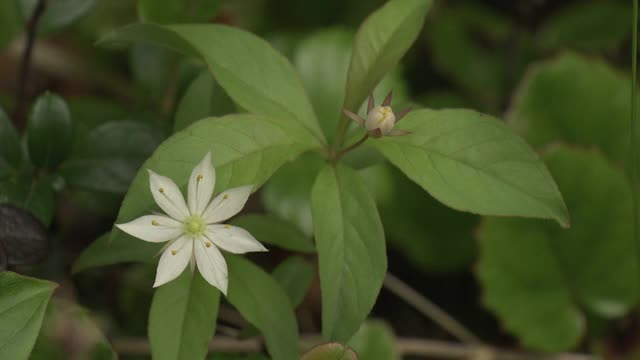 高山植物，日本，长野视频素材