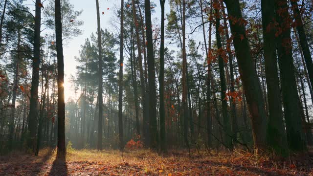 橙色的橡树叶慢慢地从树上落到了地上。绚丽的秋天森林在夕阳下，太阳从树干后面出来。高品质，慢镜头，超高清视频素材