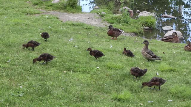 野鸭和小鸭子在草地上散步视频素材