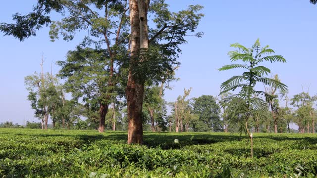 阿萨姆邦美丽的茶园，世界著名的阿萨姆邦茶叶就是在这里生产的视频下载