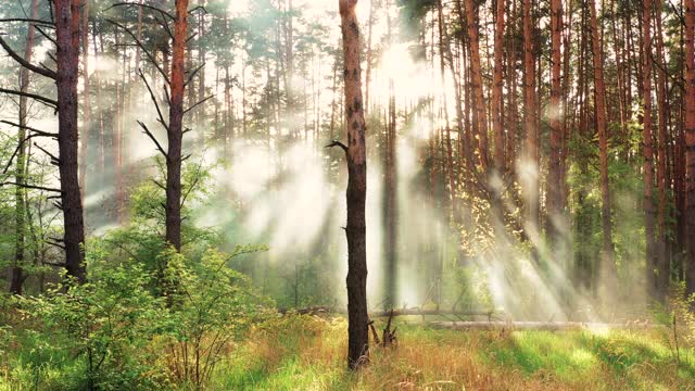 晨雾缭绕的树林，美丽的夏日自然景观视频下载
