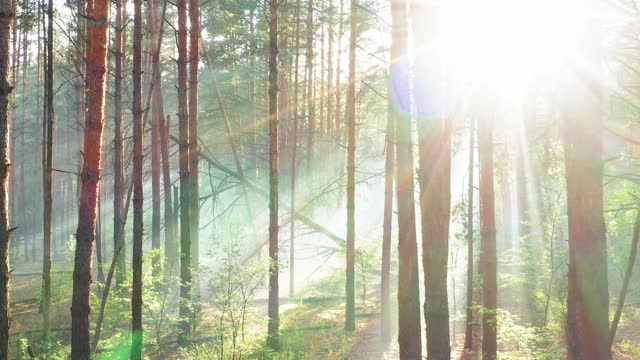 晨雾缭绕的树林，美丽的夏日自然景观视频素材