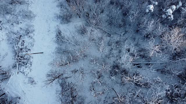 无人机在森林上空拍摄的4k电影视频视频素材