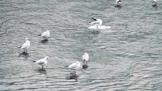 海鸥视频下载