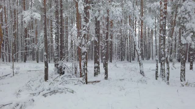 美丽的冬季松林全景。清新的白雪在冬天的森林里。高质量的全高清视频。视频素材