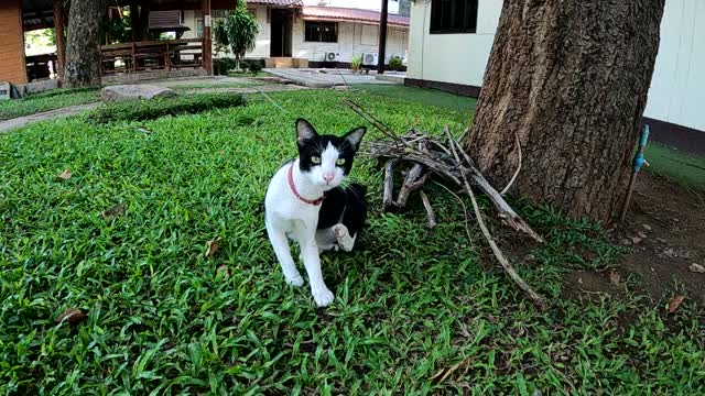 慢镜头可爱的猫在花园里散步视频素材