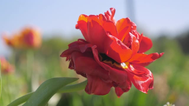 红色的郁金香花在花园里盛开视频素材