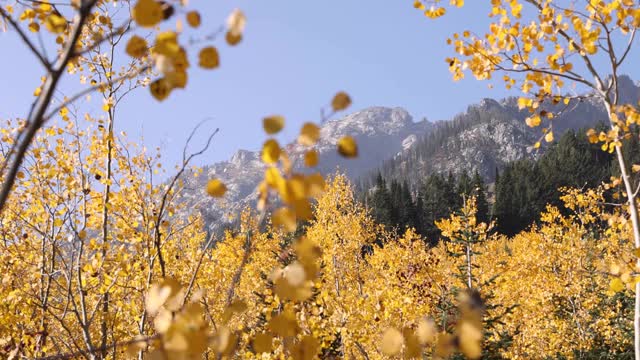 山高于树林的明亮的秋天彩色黄色白杨树视频素材