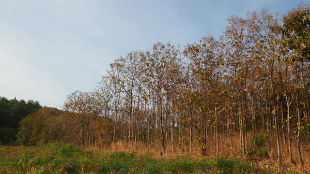 有山和田野的乡村景色视频素材