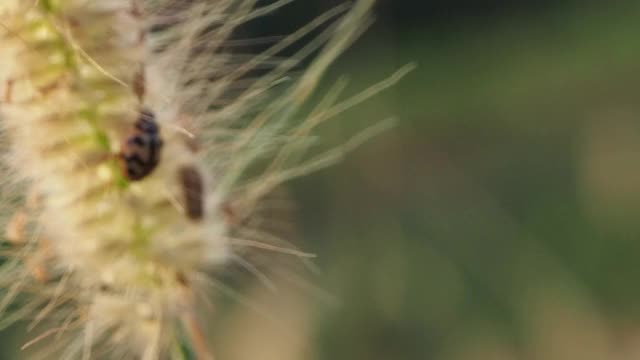 瓢虫在野花视频素材