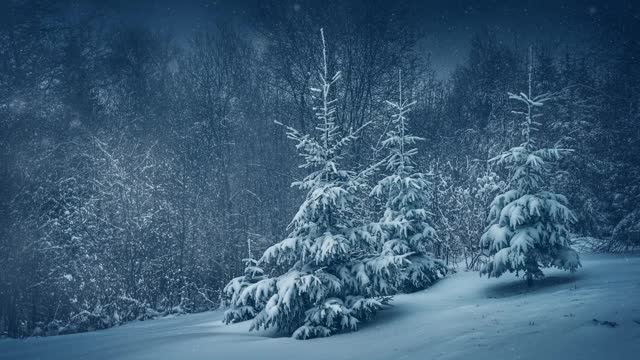 森林里下雪了视频素材