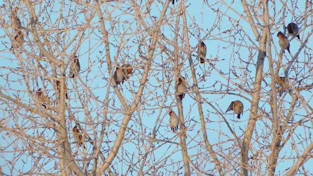 鸟群波西米亚蜡翼(Bombycilla garrulus)坐在杨树上，在一个阳光明媚霜冻的冬日。视频素材