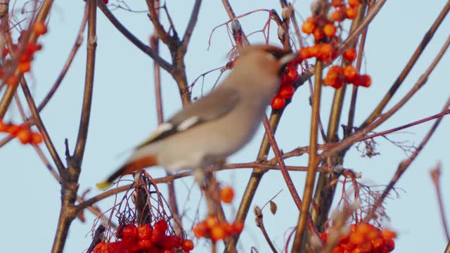 鸟波西米亚蜡翼(Bombycilla garrulus)快速吃红花楸浆果在一个阳光明媚的寒冷的冬天。视频素材