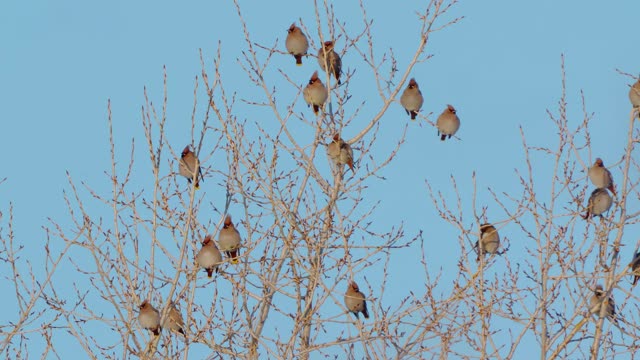 鸟群波西米亚蜡翼(Bombycilla garrulus)坐在杨树上，在一个阳光明媚霜冻的冬日。视频素材