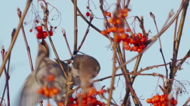 鸟类——波西米亚蜡翼(Bombycilla garrulus)在一个阳光明媚的寒冷冬日迅速地吃着红花楸浆果。视频素材