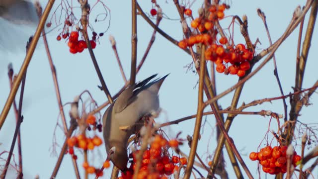 鸟类——波西米亚蜡翼(Bombycilla garrulus)在一个阳光明媚的寒冷冬日迅速地吃着红花楸浆果。视频素材